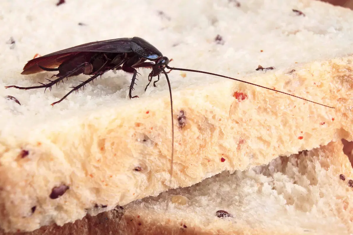 Cockroach crawling on bread indicating food contamination and hygiene risk
