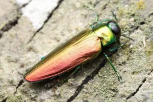 Metallic jewel beetle on tree bark known as wood boring pest