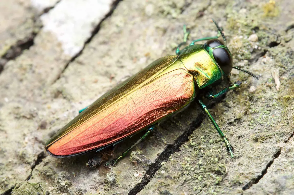 Metallic jewel beetle on tree bark known as wood boring pest
