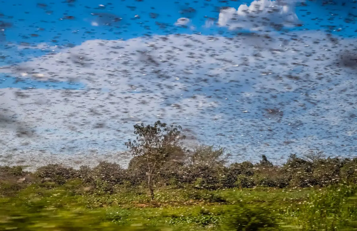 Massive locust swarm flying over farmland causing agricultural damage