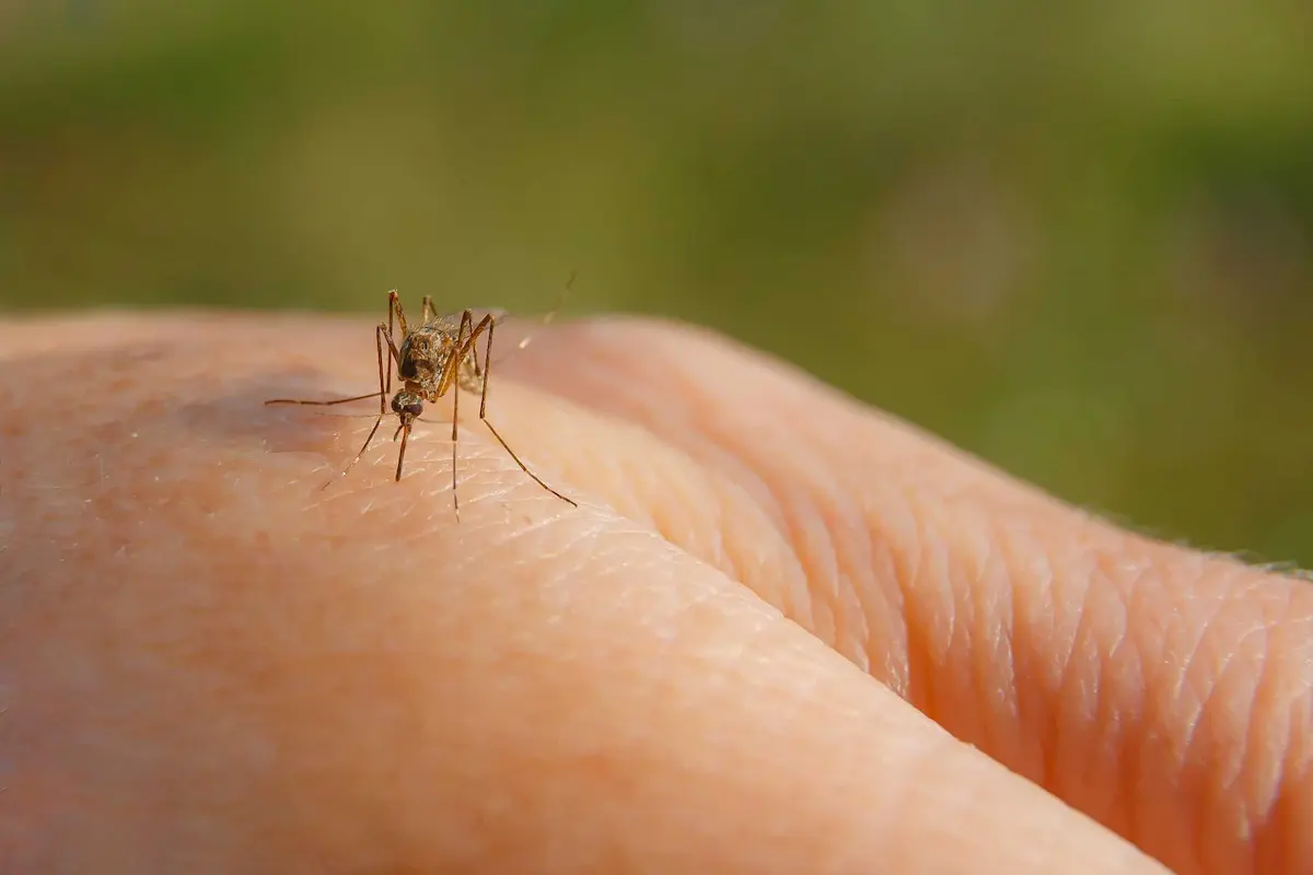 mosquito feeding on human skin close up showing bite and proboscis