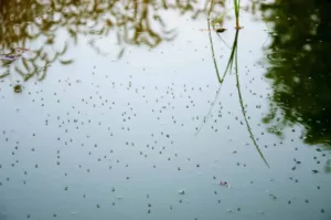 mosquito larvae and pupae floating in stagnant water breeding site outdoors