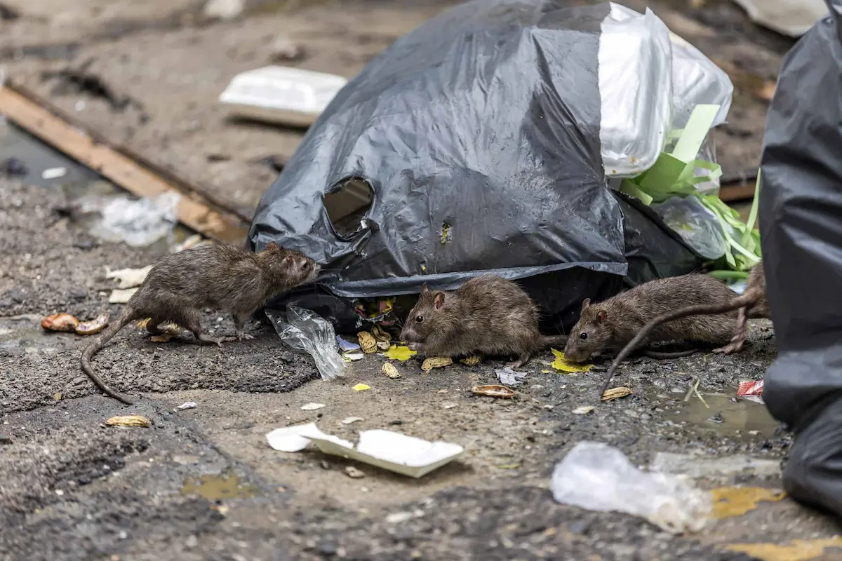 Rats feeding on garbage bags outdoors indicating rodent infestation