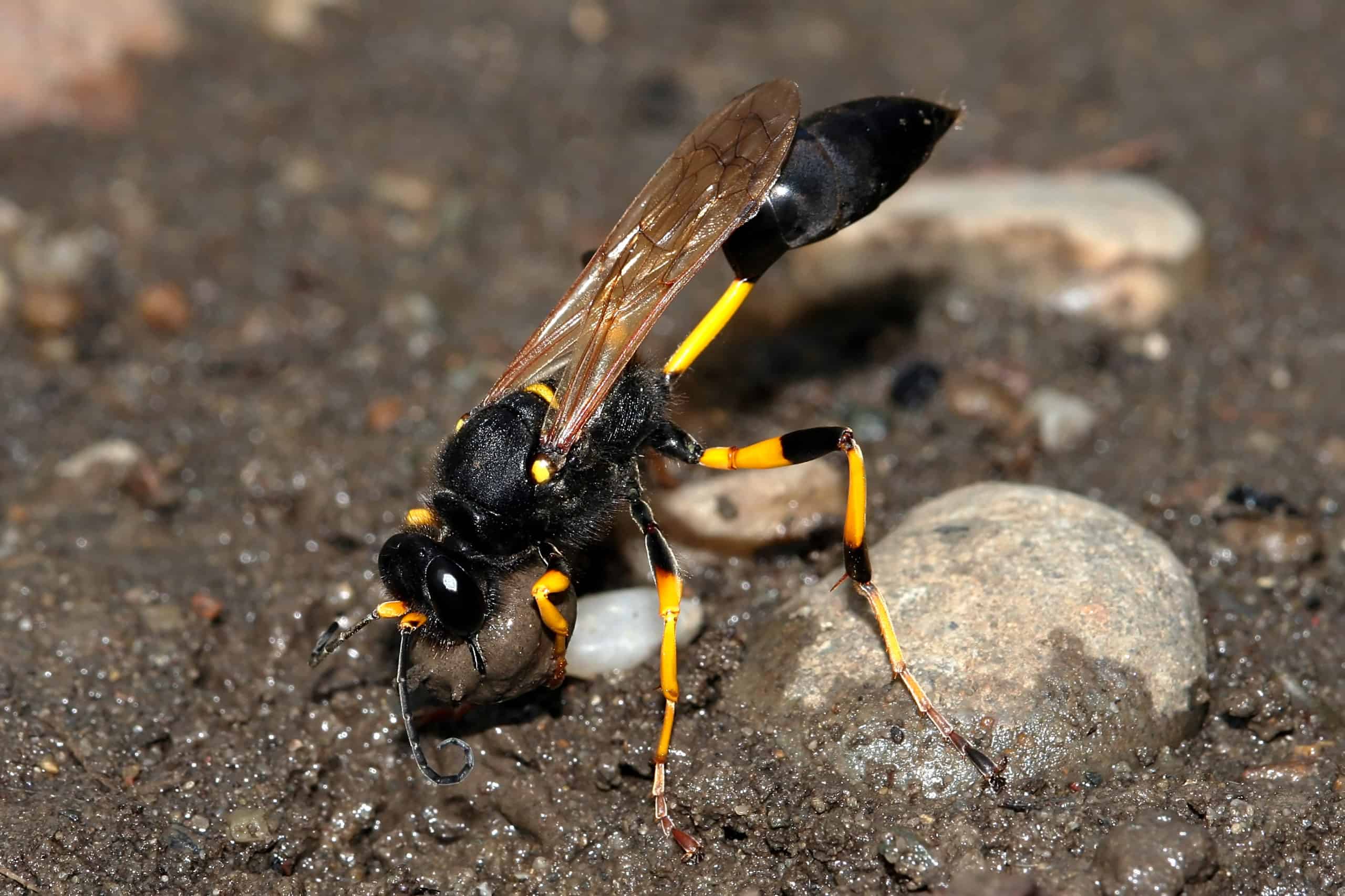 Sceliphron Destillatorium Black And Yellow Mud Dauber Wasp Is