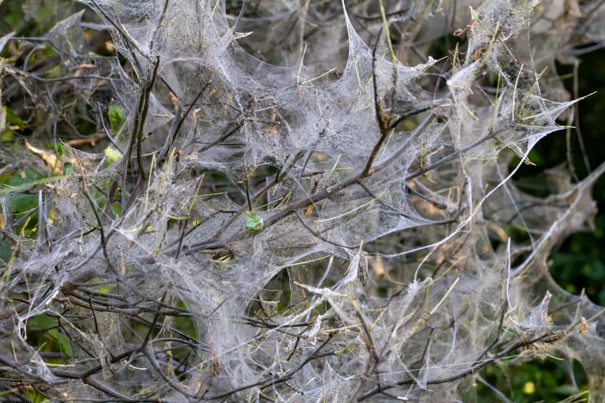 Dense spider webs covering bush branches indicating heavy infestation