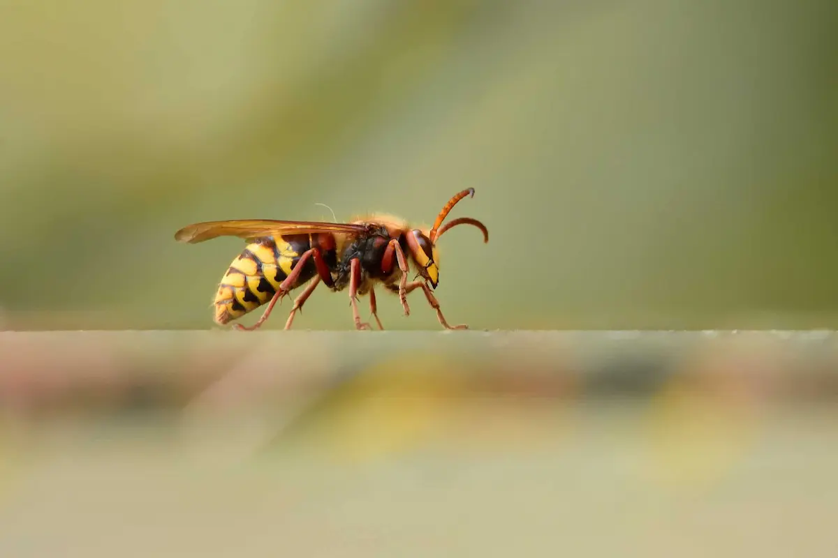 close-up of a yellow jacket wasp walking on a flat surface with a blurred natural background