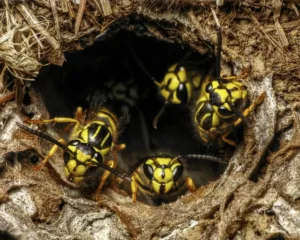 Yellowjackets inside nest entrance showing aggressive wasp activity