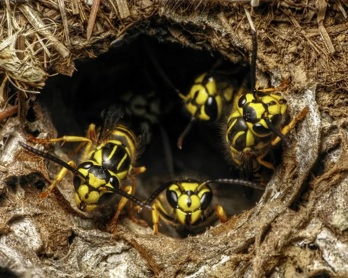 Yellowjackets inside nest entrance showing aggressive wasp activity