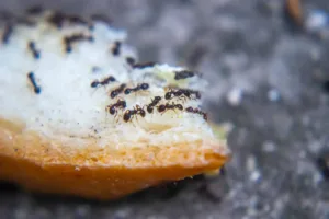 small ants feeding on food crumbs on kitchen floor infestation close up