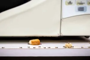 ants forming trail to food crumbs on kitchen counter near appliance infestation