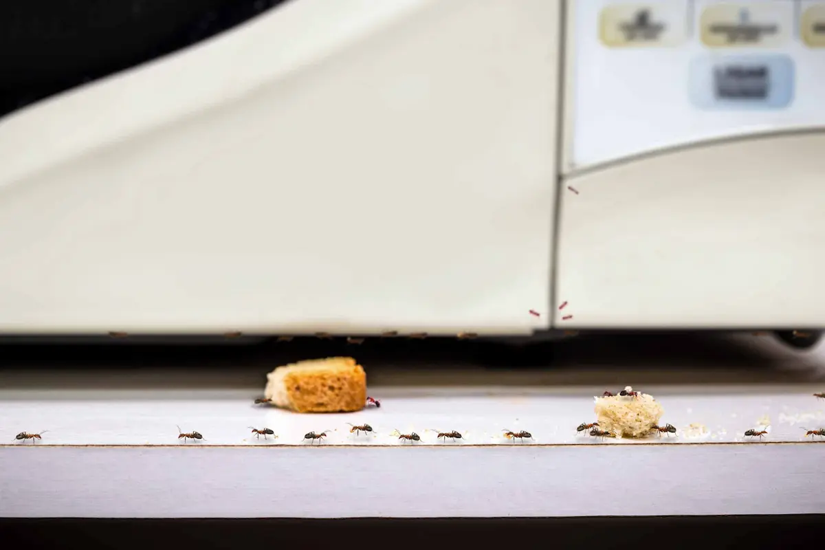 ants forming trail to food crumbs on kitchen counter near appliance infestation