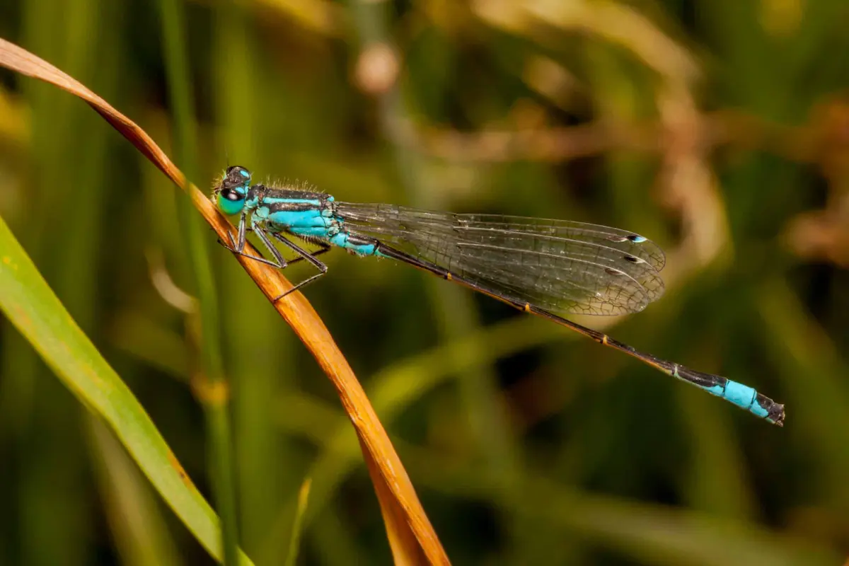 blue damselfly resting on grass stem with detailed wings and slender body in natural habitat