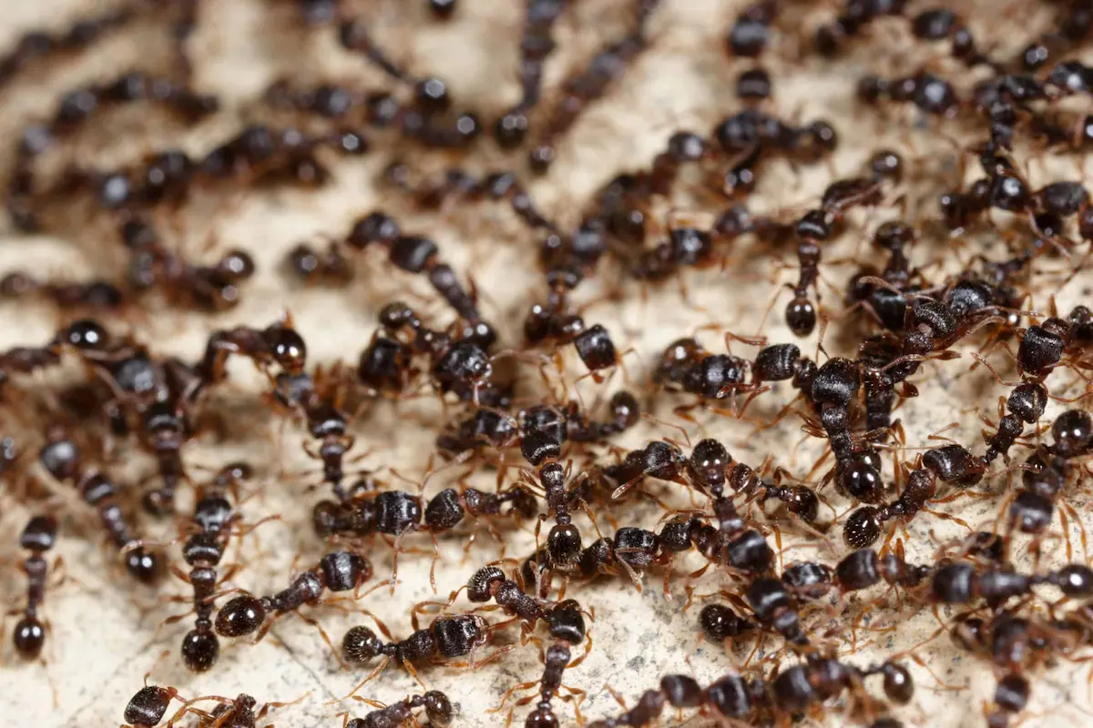 Close-up of carpenter ants colony showing heavy infestation activity
