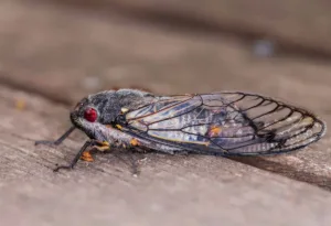 Close-up of cicada with red eyes and transparent wings on wooden surface