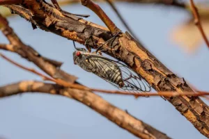 Close-up of cicada resting on tree branch outdoors