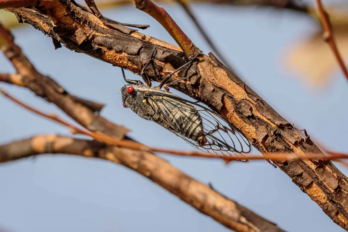 Close-up of cicada resting on tree branch outdoors