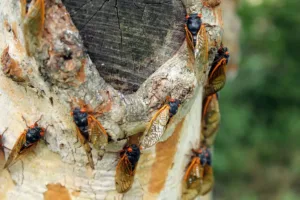 Cicadas clustered on tree bark during seasonal emergence