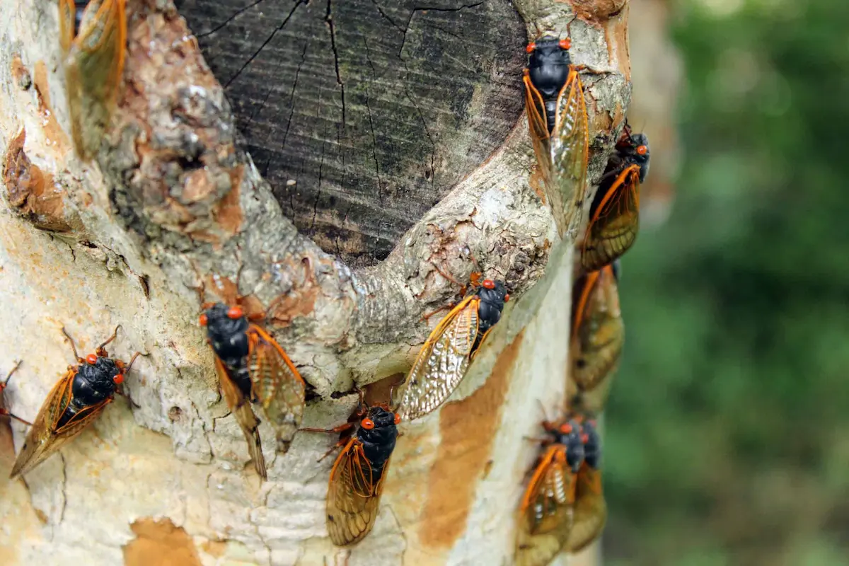 Cicadas clustered on tree bark during seasonal emergence