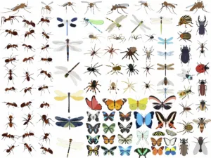 Illustration chart of common household insects for identification including ants, spiders, beetles, and flies