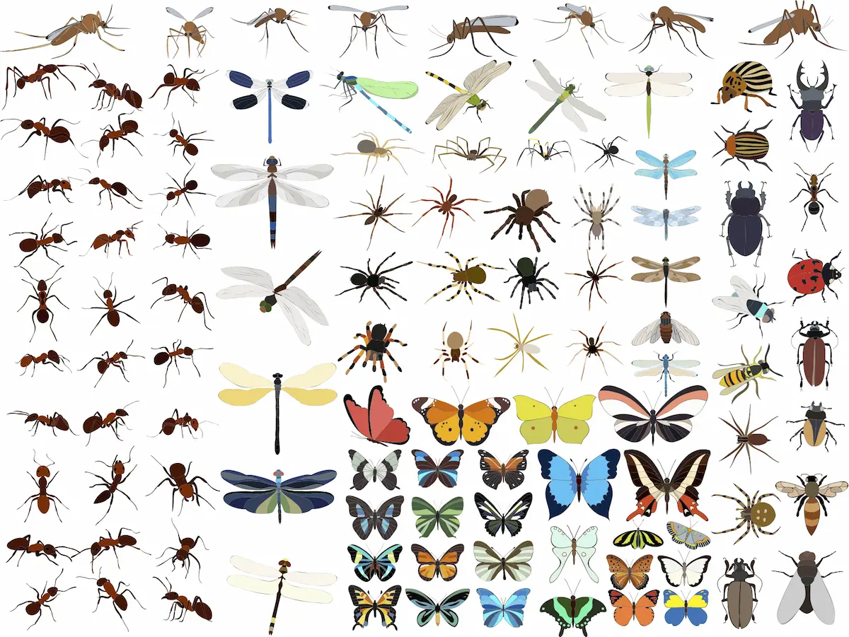 Illustration chart of common household insects for identification including ants, spiders, beetles, and flies