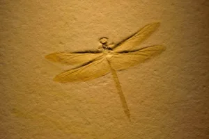 Fossil imprint of dragonfly preserved in stone showing ancient insect structure