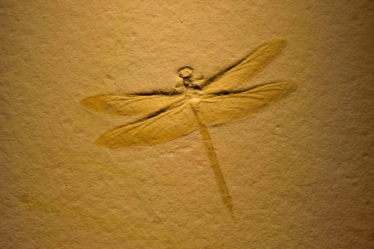 Fossil imprint of dragonfly preserved in stone showing ancient insect structure