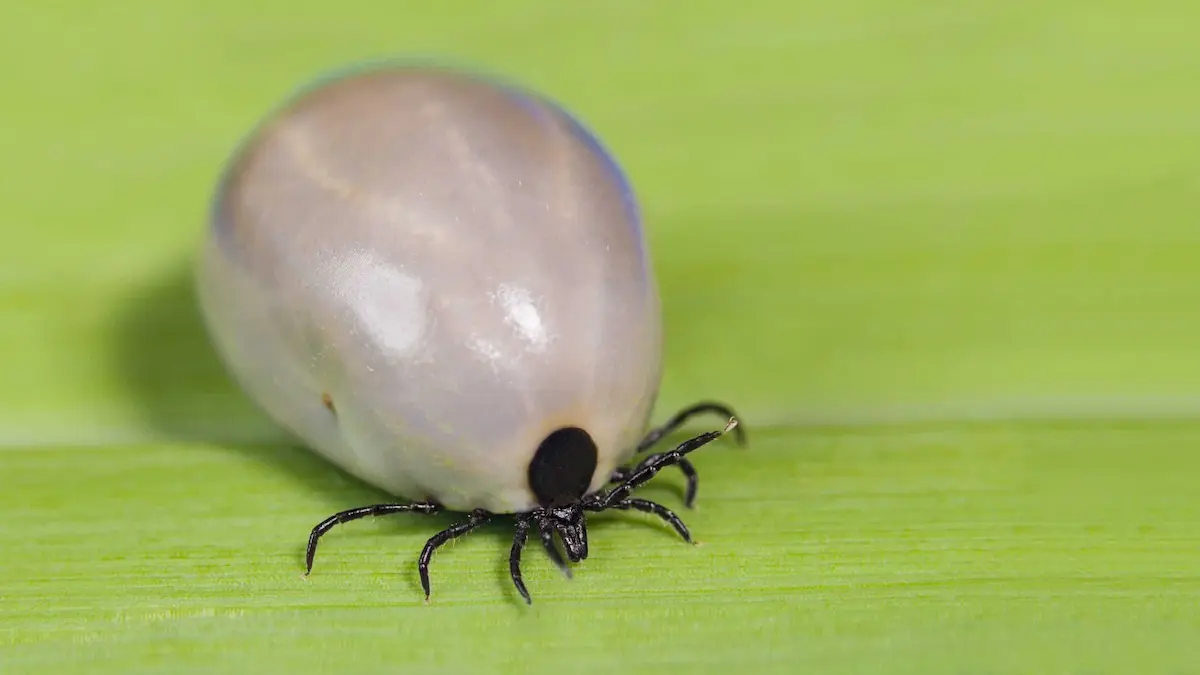 engorged tick with swollen body on green leaf macro close up