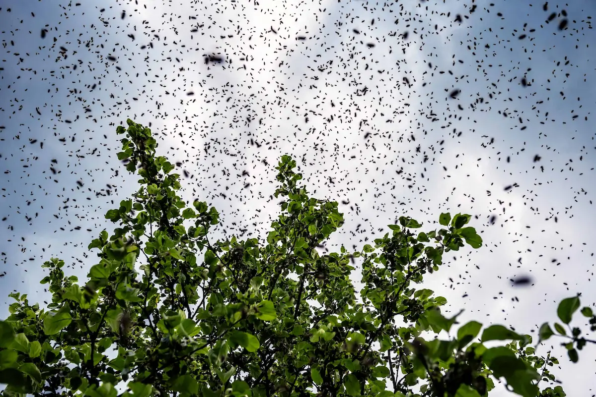 Large swarm of flying insects above trees indicating outdoor infestation