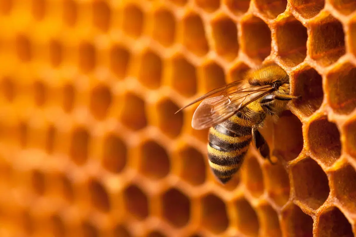 Close-up of a honeybee on honeycomb showing detailed beehive structure and honey production