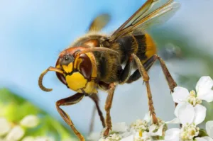 Close-up of a hornet on a flower showing detailed features of a dangerous stinging insect