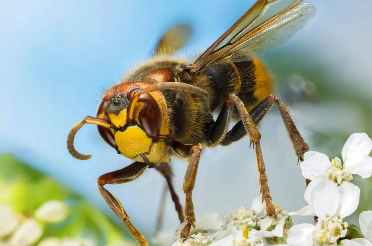 Close-up of a hornet on a flower showing detailed features of a dangerous stinging insect