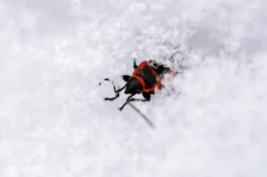 red and black insect crawling through snow macro close up cold environment