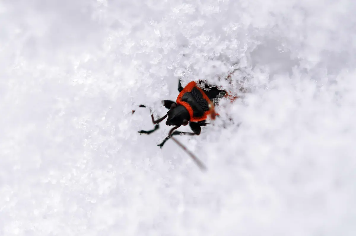 red and black insect crawling through snow macro close up cold environment