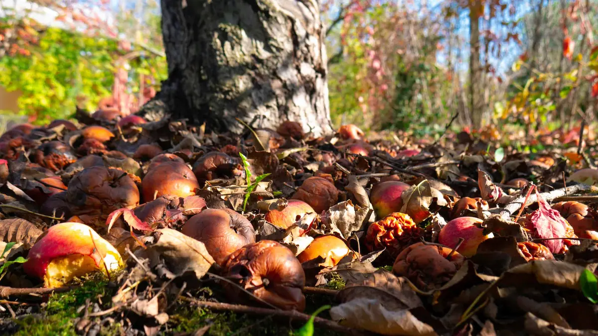 Rotting fallen fruit on ground that can attract pests outdoors