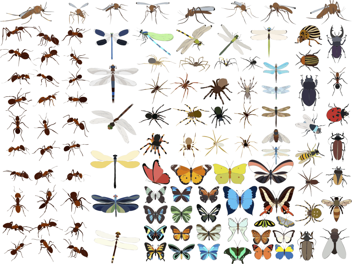 Everything Insect 10 Fun and Freaky Facts About Insects