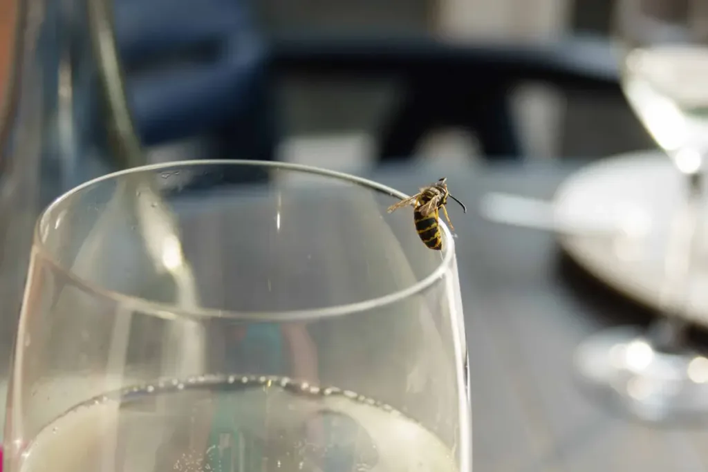 wasp perched on rim of drinking glass on outdoor table near beverage