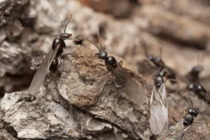 Winged ants (alates) during swarm indicating reproductive colony activity