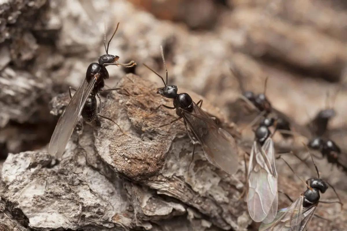 Winged ants (alates) during swarm indicating reproductive colony activity