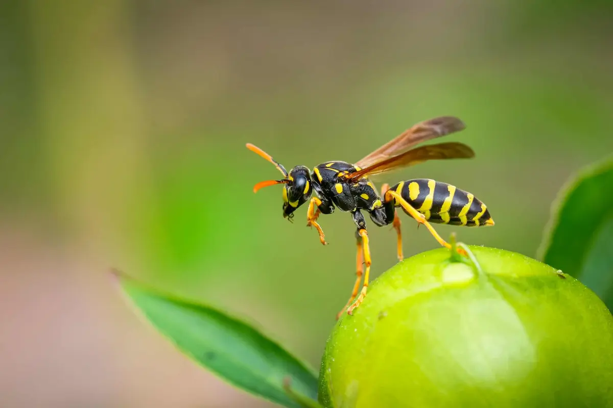 yellowjacket wasp perched on green fruit macro close up outdoor setting