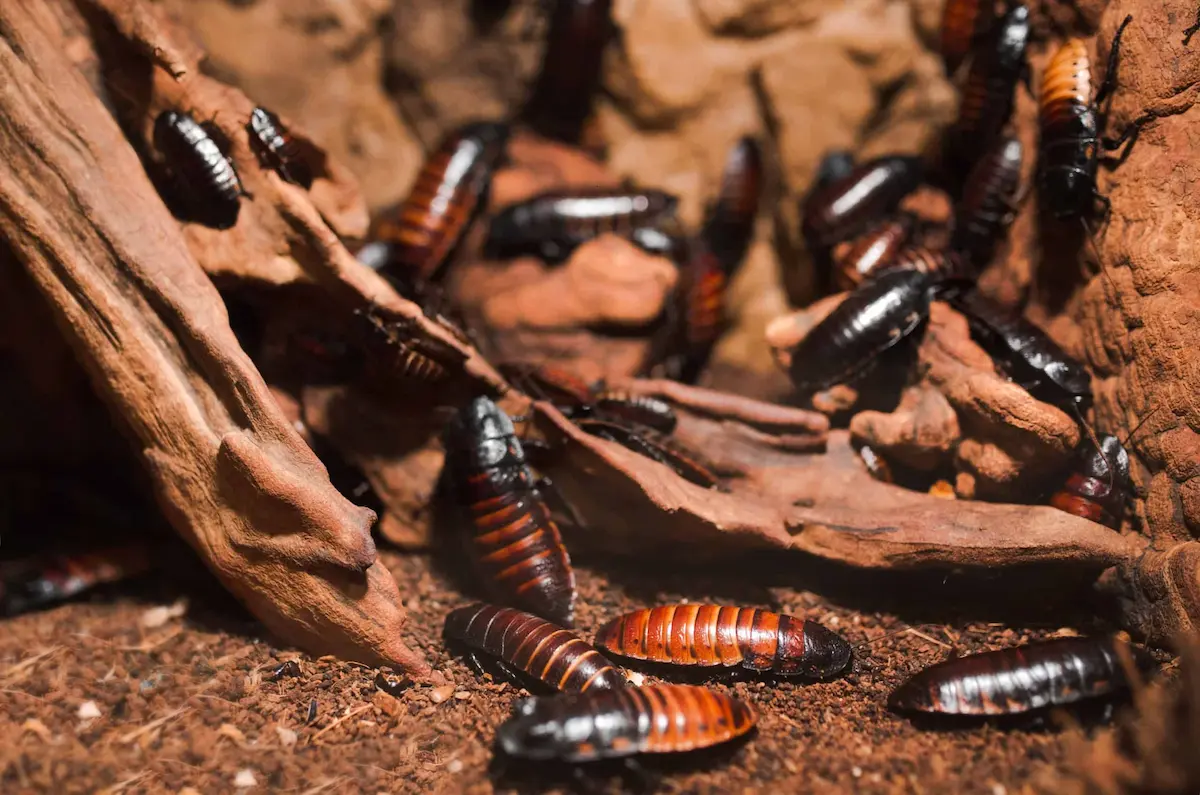 Cockroach colony hiding in wood and debris showing infestation activity