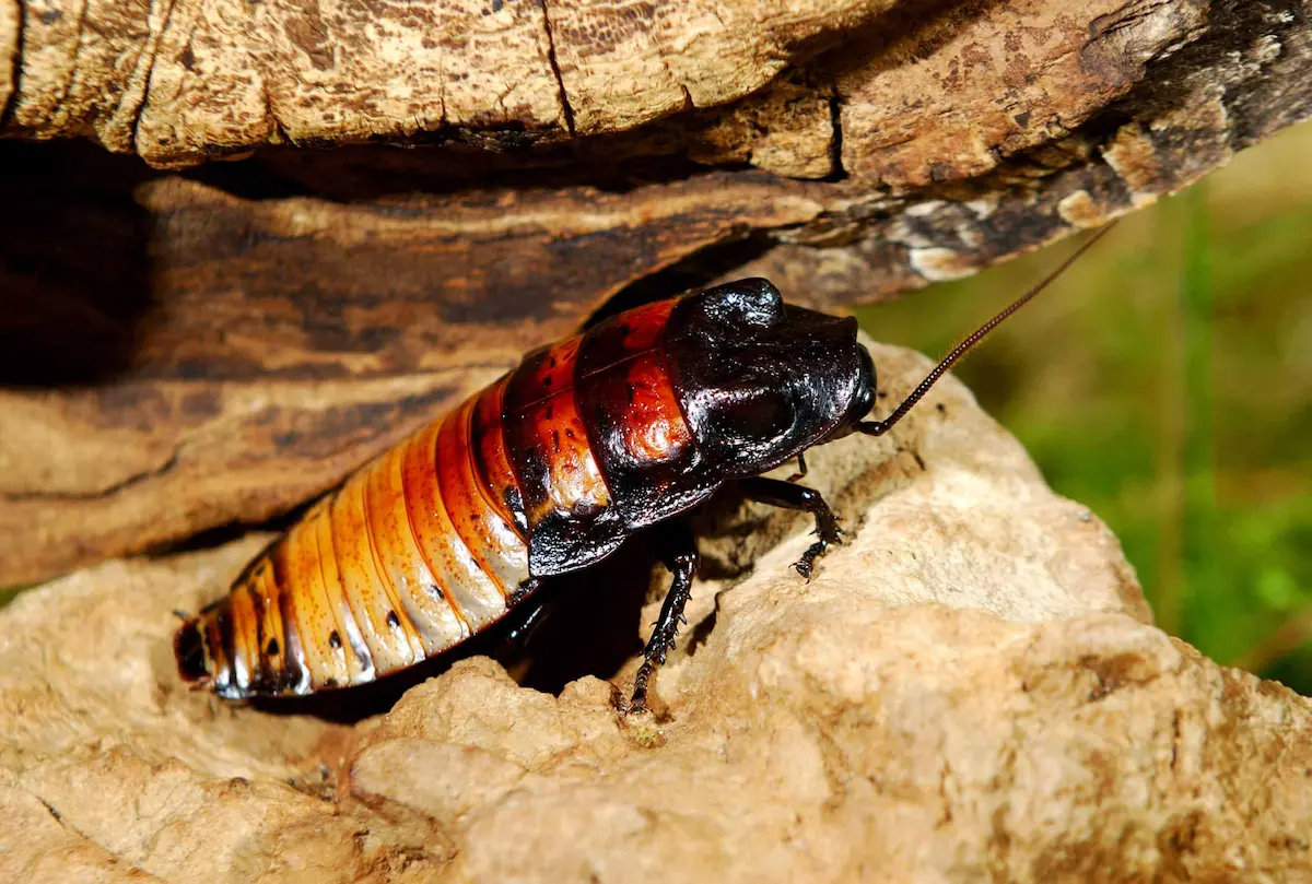 Madagascar hissing cockroach on wood surface close-up