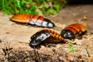 Oriental cockroaches on ground showing outdoor infestation activity