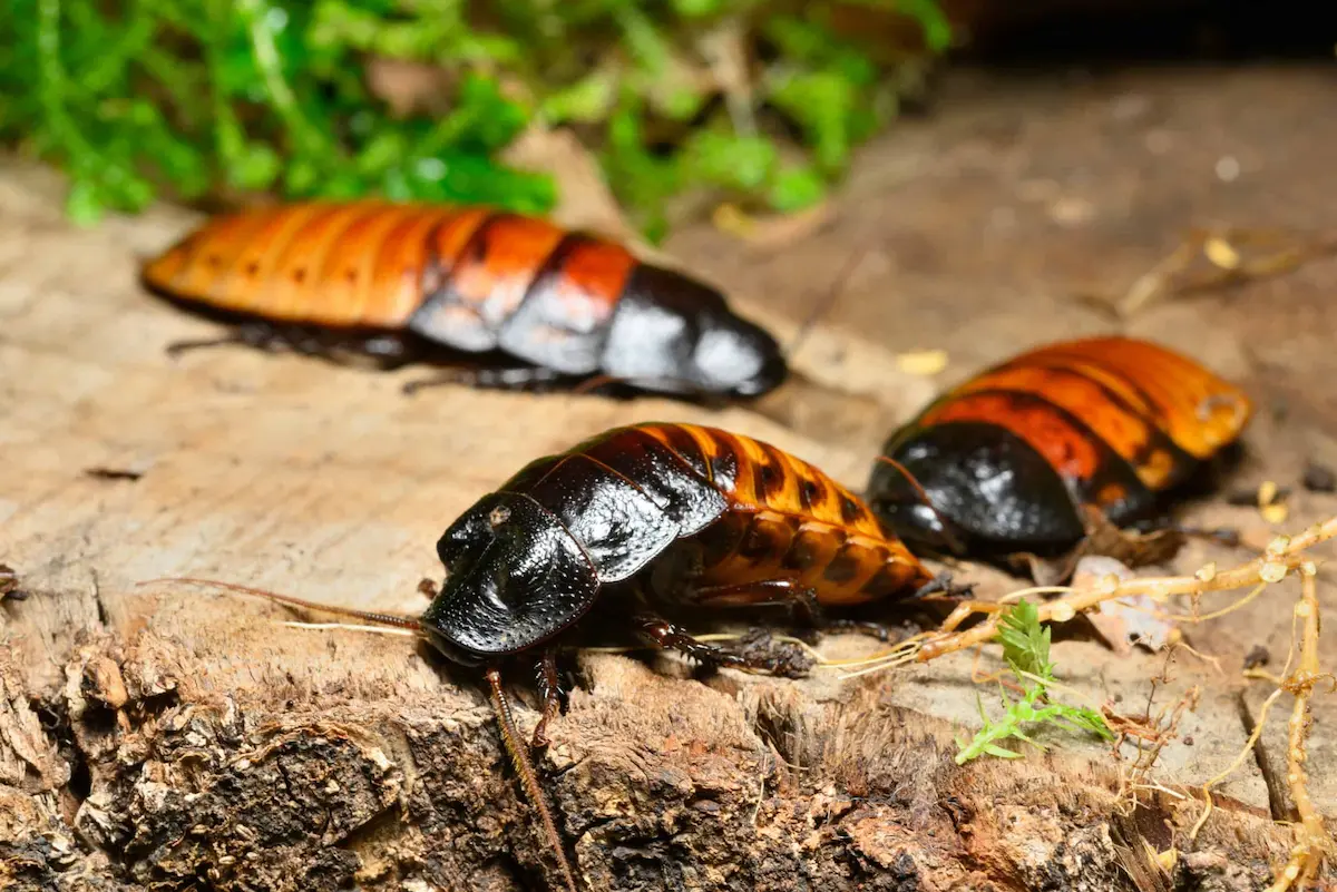 Oriental cockroaches on ground showing outdoor infestation activity