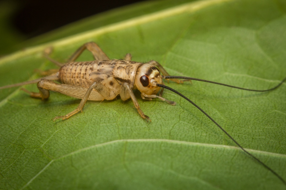 3 Most Common Crickets in Virginia - Green Pest Services