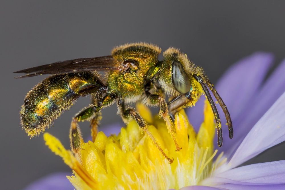 What are Sweat Bees? - Green Pest Services