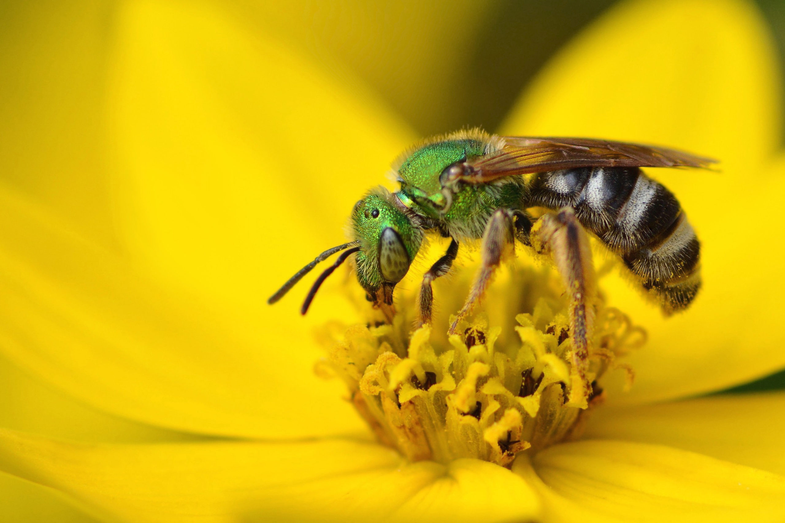 Halictid Bees (Sweat Bees)  Missouri Department of Conservation