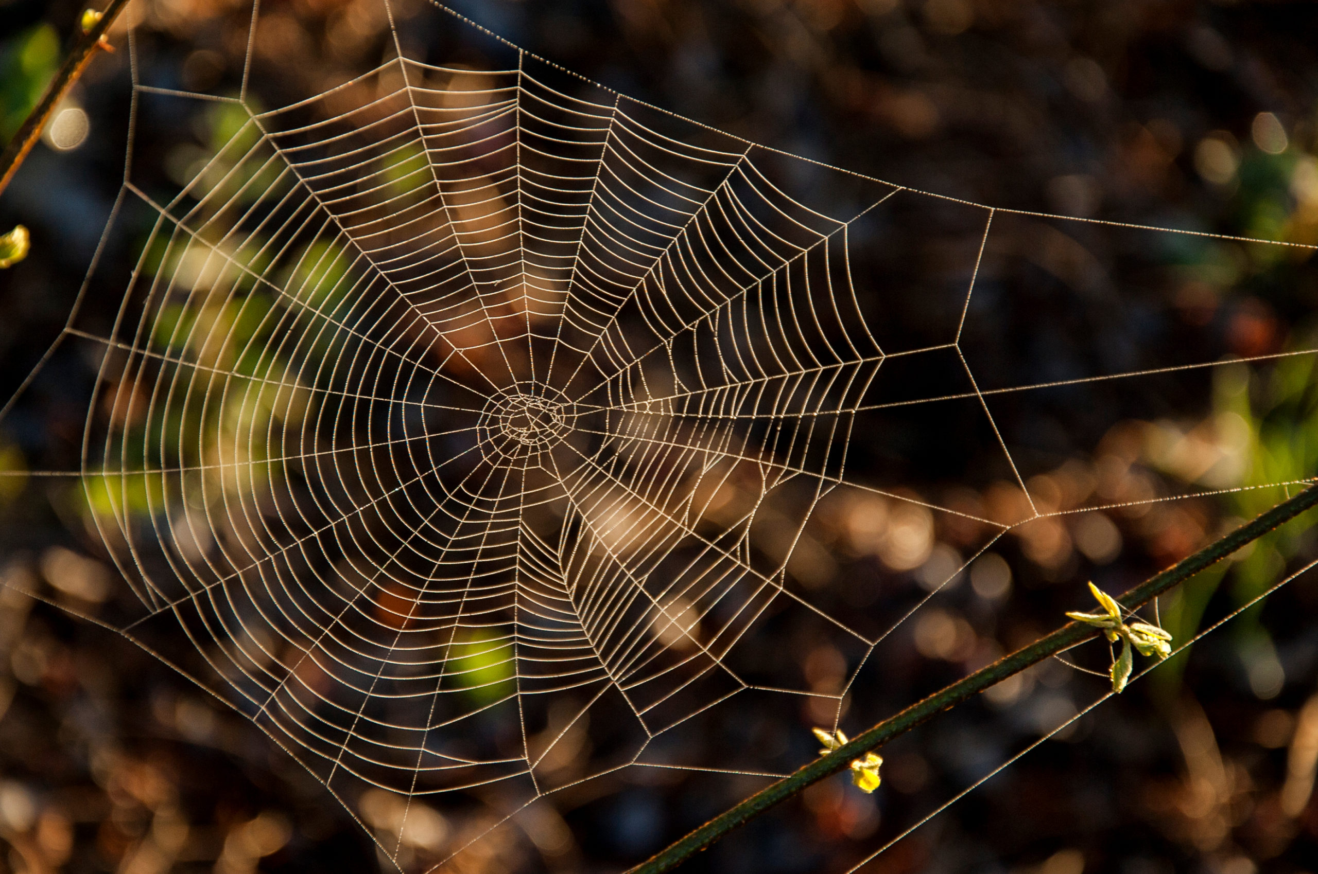 Spiderwebs and spider silk, explained