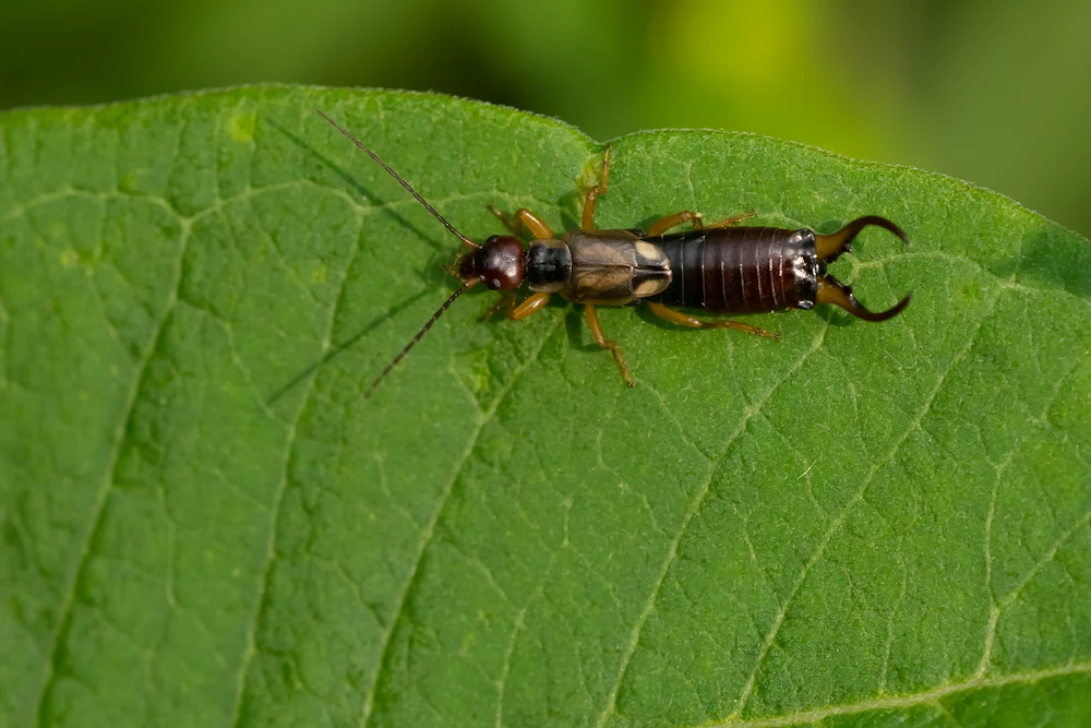 earwig