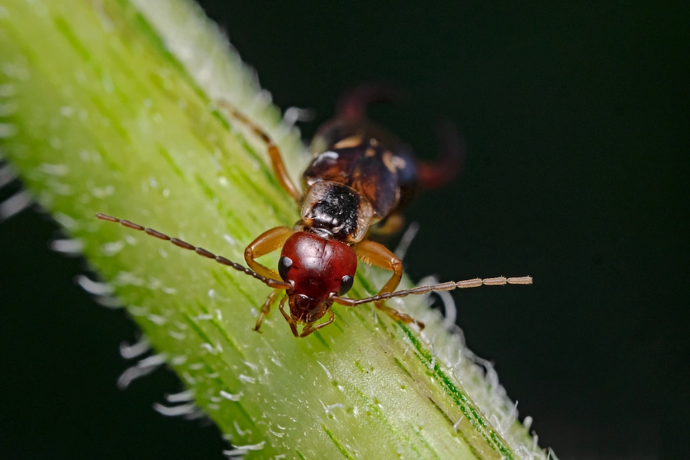 earwig