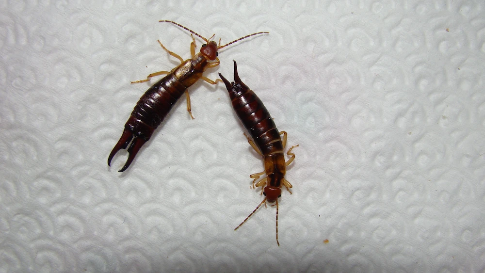earwig